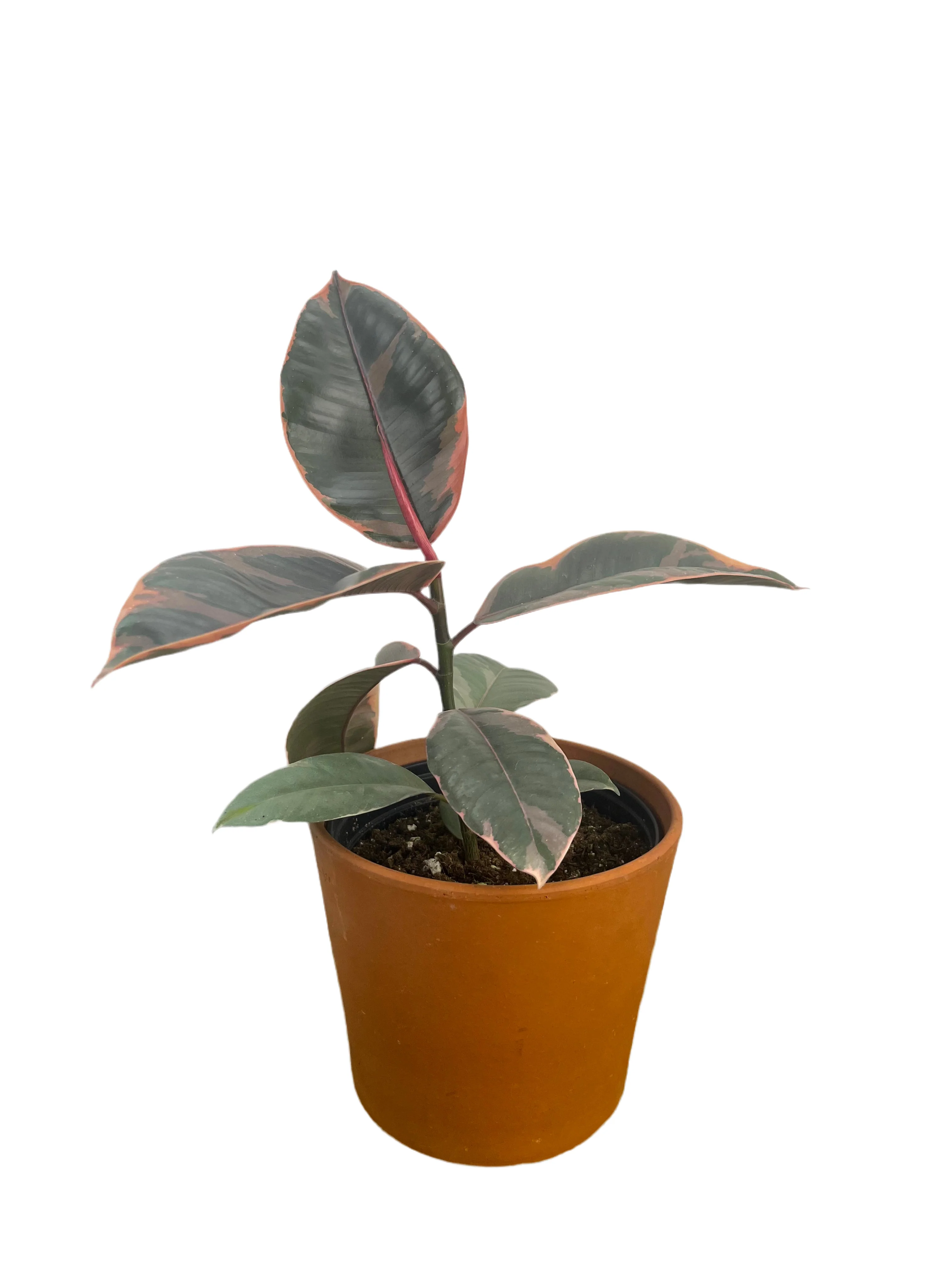 PINK PLANTS
