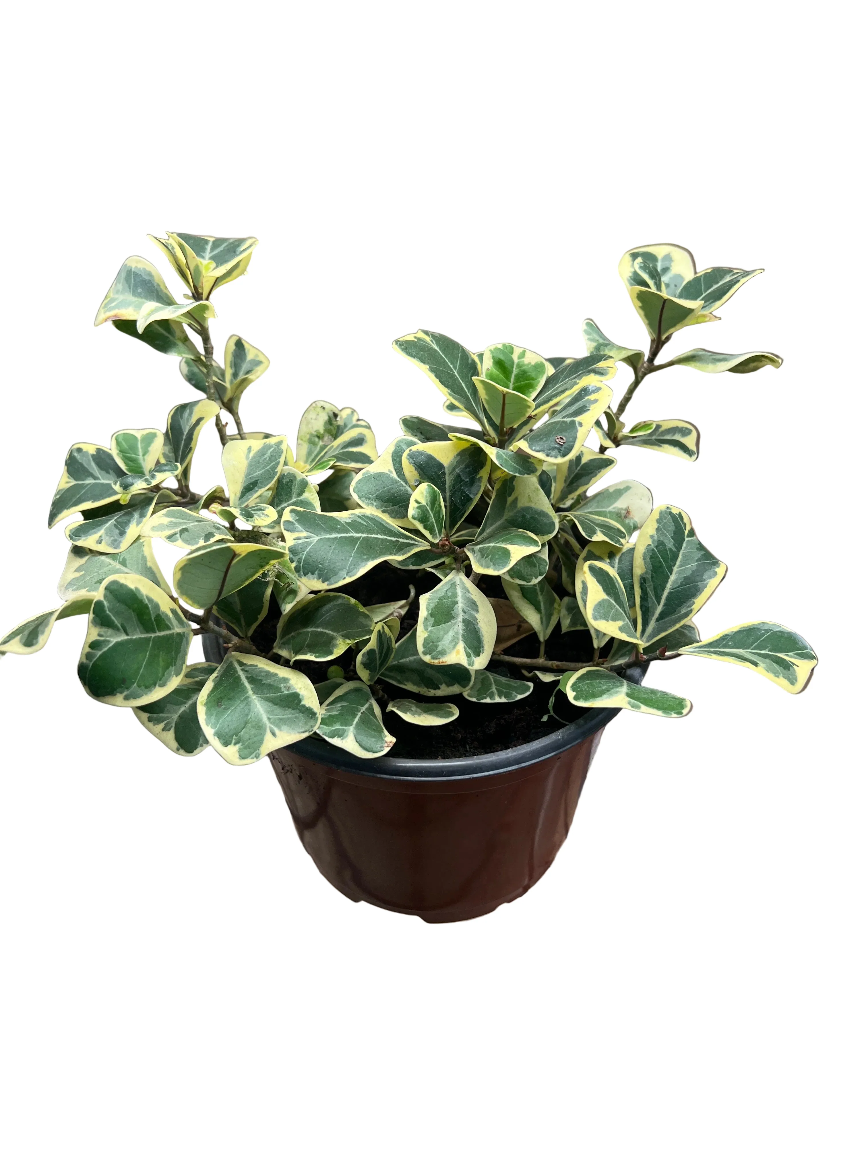 Shop All Plants
